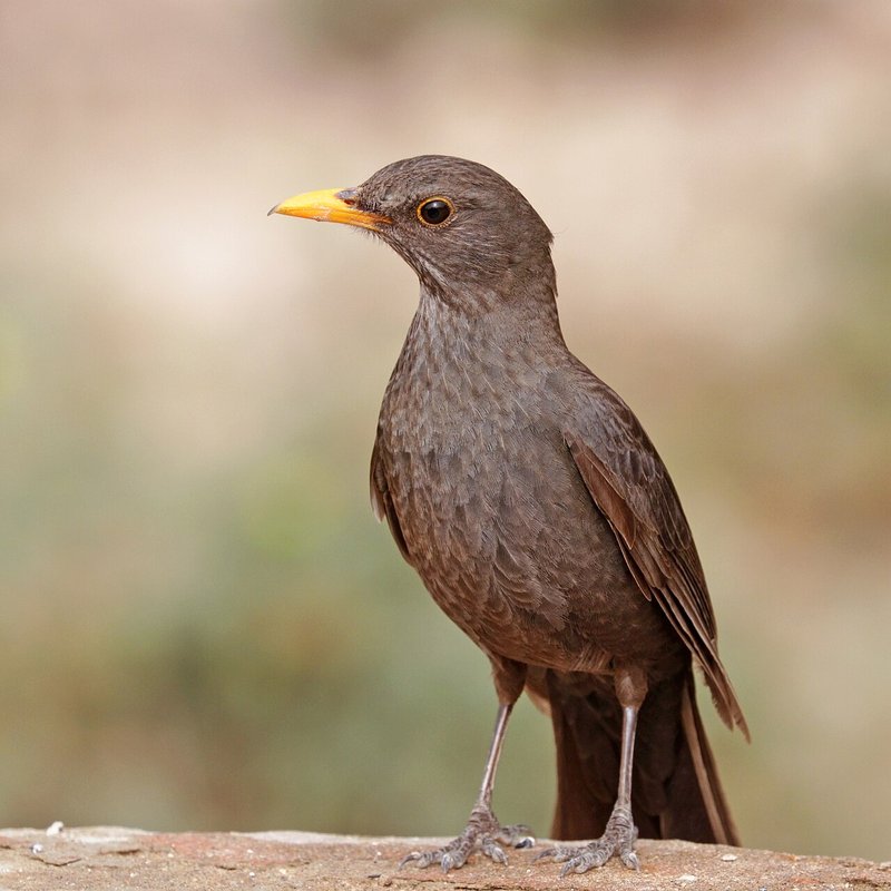 Bird 4 – Ptáci na zahradě